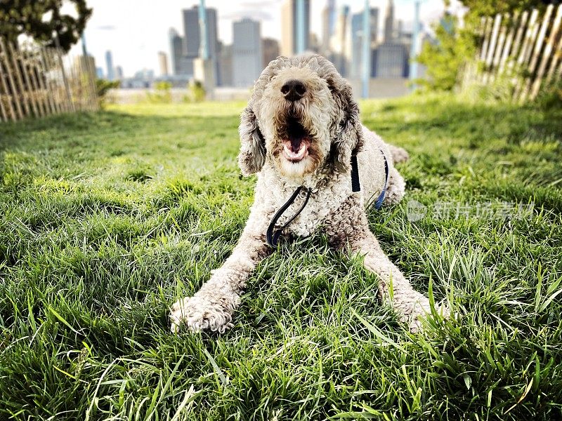 Cute Playful Dog